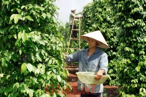 Các Bước Xuất Khẩu Hồ Tiêu Sang Thị Trường Châu Âu