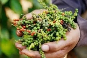 Hồ Tiêu Việt Nam Có Gì Đặc Biệt Trên Thị Trường Quốc Tế