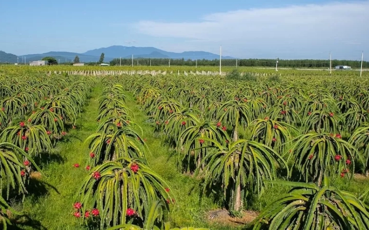 Tương Lai Xuất Khẩu Thanh Long Việt Nam